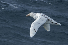 Macronectes giganteus