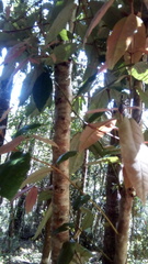 Aextoxicon punctatum