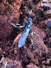 Ichneumon devinctor