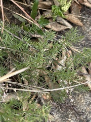 Asparagus densiflorus