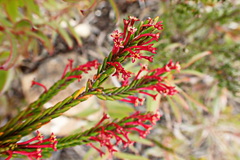 Struthiola ericoides