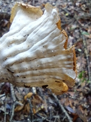 Cymatoderma