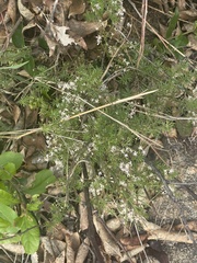 Asparagus densiflorus