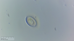 Cocconeis