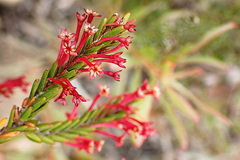 Struthiola ericoides