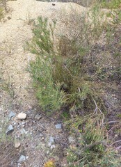Leucadendron lanigerum lanigerum