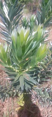 Leucadendron argenteum