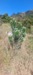 Leucadendron argenteum