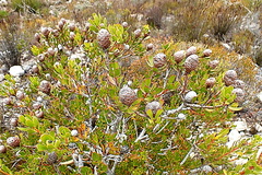 Leucadendron muirii