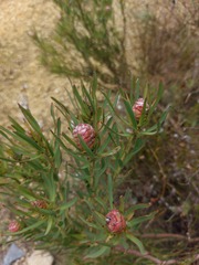 Leucadendron lanigerum lanigerum