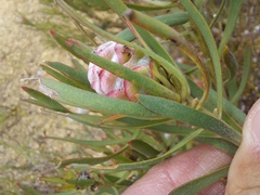 Leucadendron lanigerum lanigerum