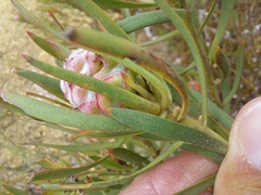 Leucadendron lanigerum lanigerum