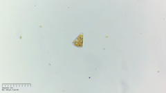 Licmophora