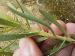 Leucadendron lanigerum lanigerum