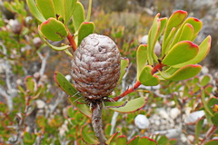 Leucadendron muirii