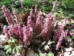 Lathraea squamaria
