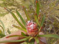 Leucadendron lanigerum lanigerum