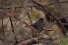 Turdus nigriceps