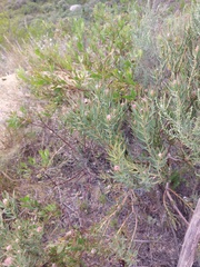 Leucadendron lanigerum lanigerum