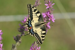 Papilio machaon