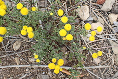 Oncosiphon suffruticosus