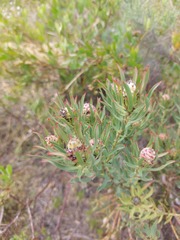 Leucadendron lanigerum lanigerum