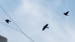 Corvus monedula spermologus