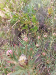Leucadendron lanigerum lanigerum