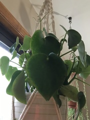 Pilea peperomioides