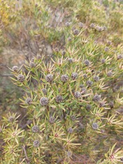 Leucadendron lanigerum lanigerum