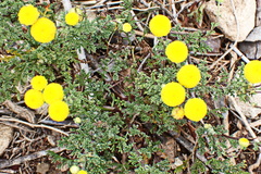 Oncosiphon suffruticosus