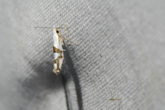 Argyresthia oreasella