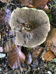 Suillus viscidus