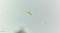 Cylindrotheca closterium