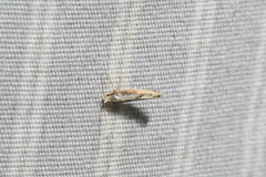 Argyresthia conjugella