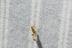 Argyresthia conjugella