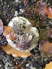 Suillus viscidus