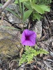 Ipomoea robertsiana