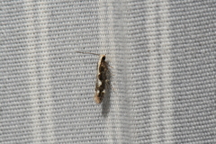 Agnippe prunifoliella