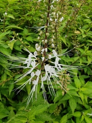 Orthosiphon aristatus
