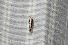 Agnippe prunifoliella