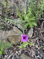 Ipomoea robertsiana