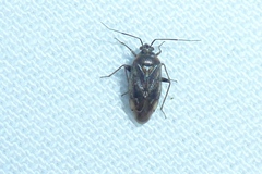 Lygus rugulipennis