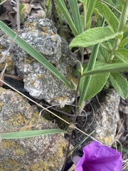Ipomoea robertsiana