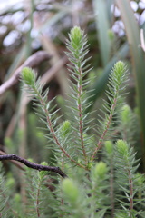 Acrotriche serrulata