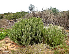 Leucadendron galpinii