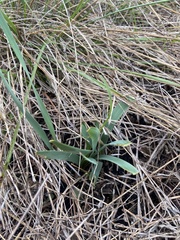 Zephyranthes drummondii