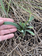 Zephyranthes drummondii
