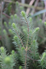 Acrotriche serrulata