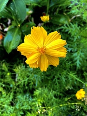 Coreopsis grandiflora